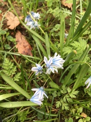 Puschkinia scilloides