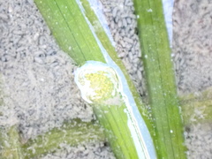 Phyllaplysia taylori