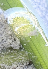 Phyllaplysia taylori