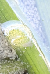 Phyllaplysia taylori