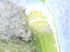 Phyllaplysia taylori