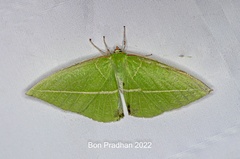 Tanaoctenia haliaria