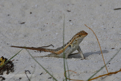 Sceloporus cozumelae