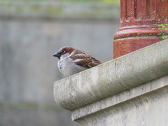Passer domesticus
