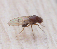 Drosophila kuntzei