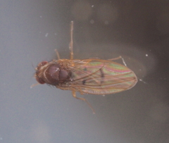 Drosophila kuntzei