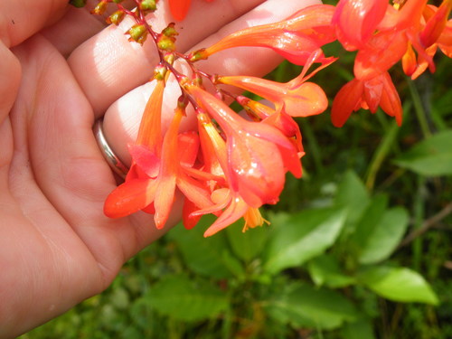 Image of Crocosmia mathewsiana by (c) Antoinette Eyssell Knox, some rights reserved (CC BY-SA)