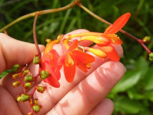 Image of Crocosmia mathewsiana by (c) Antoinette Eyssell Knox, some rights reserved (CC BY-SA)
