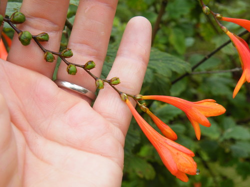 Image of Crocosmia mathewsiana by (c) Antoinette Eyssell Knox, some rights reserved (CC BY-SA)