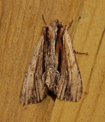 Apamea verbascoides