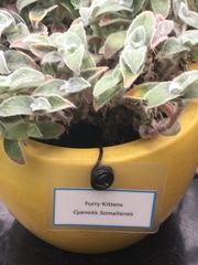 Cyanotis somaliensis