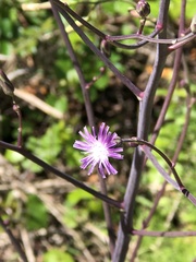 Lactuca graminifolia