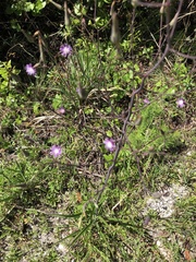 Lactuca graminifolia