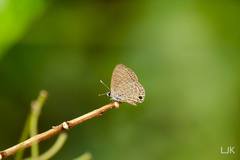 Prosotas aluta nanda