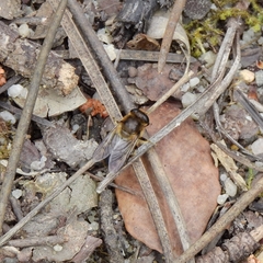 Platynochaetus setosus