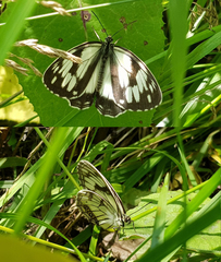 Melanargia epimede