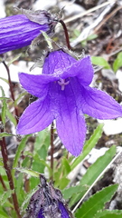 Campanula dasyantha