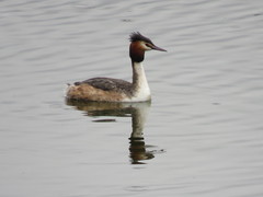 Podiceps cristatus