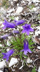 Campanula dasyantha