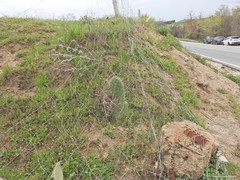 Opuntia maxima