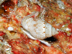 Nassarius crematus