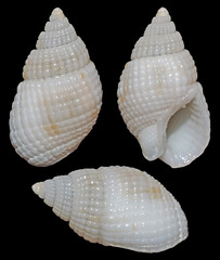 Nassarius crematus
