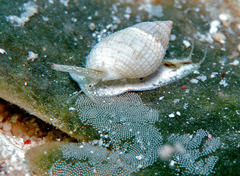 Nassarius crematus
