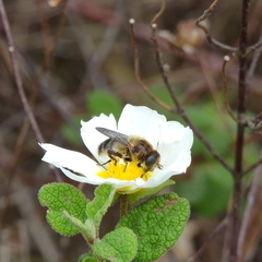 Platynochaetus setosus