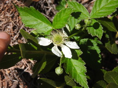 Rubus pringlei