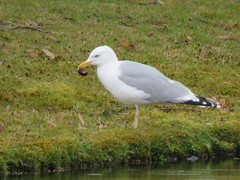 Larus argentatus