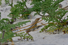 Sceloporus cozumelae