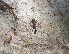 Temnothorax bermudezi