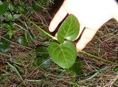 Cynanchum obtusifolium