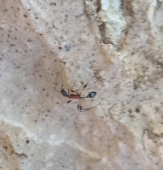 Temnothorax bermudezi