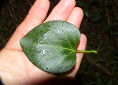 Cynanchum obtusifolium