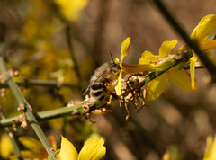 Anthophora melanognatha
