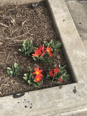 Tulipa