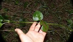 Cynanchum obtusifolium
