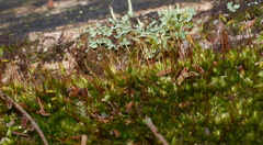 Sematophyllum