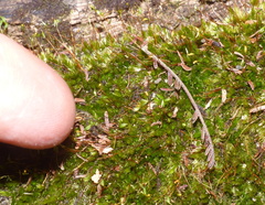 Sematophyllum