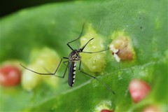 Armigeres subalbatus