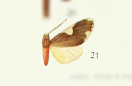 Hyponerita hamoia thumbnail