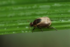 Mimela discoidea