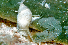 Nassarius crematus