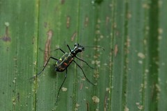 Cylindera versicolor