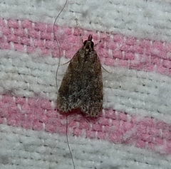 Scoparia penumbralis