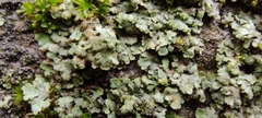 Physciaceae