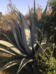 Agave mapisaga