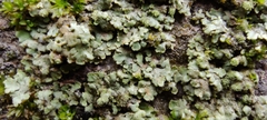 Physciaceae
