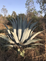 Agave mapisaga